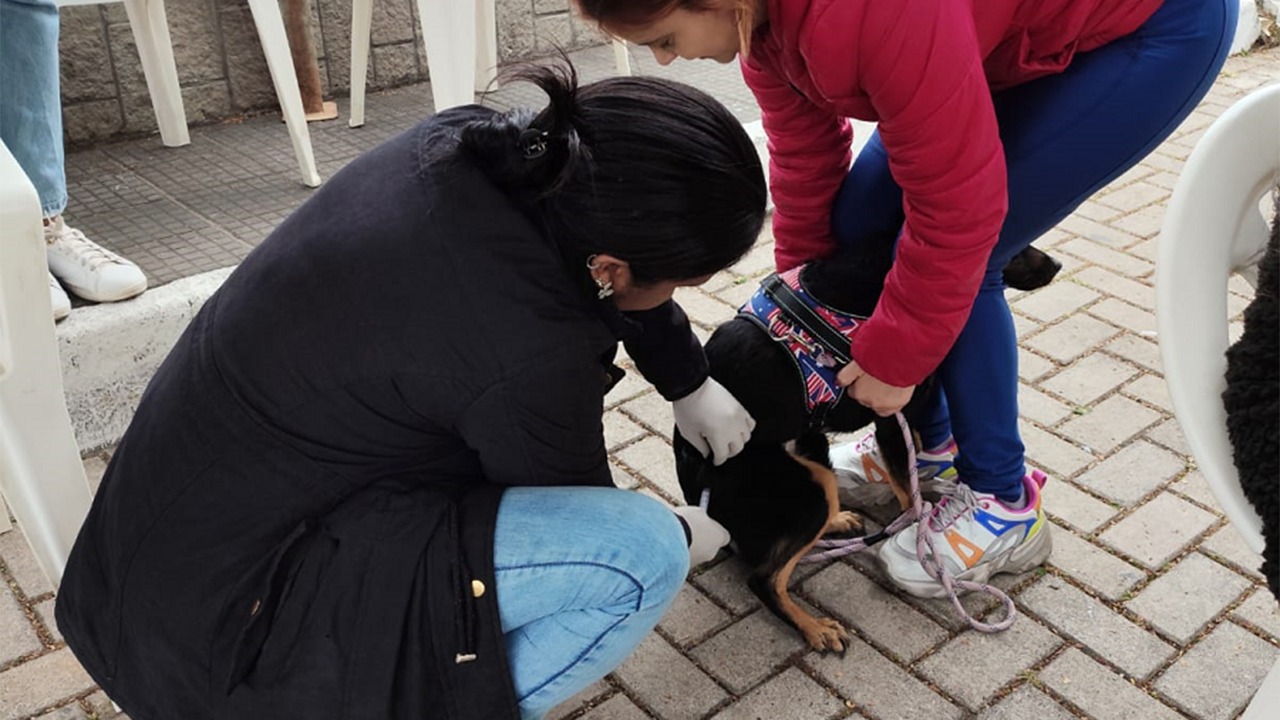 3.524 cães e 700 gatos foram vacinados contra raiva na campanha do dia 16/08 na cidade
