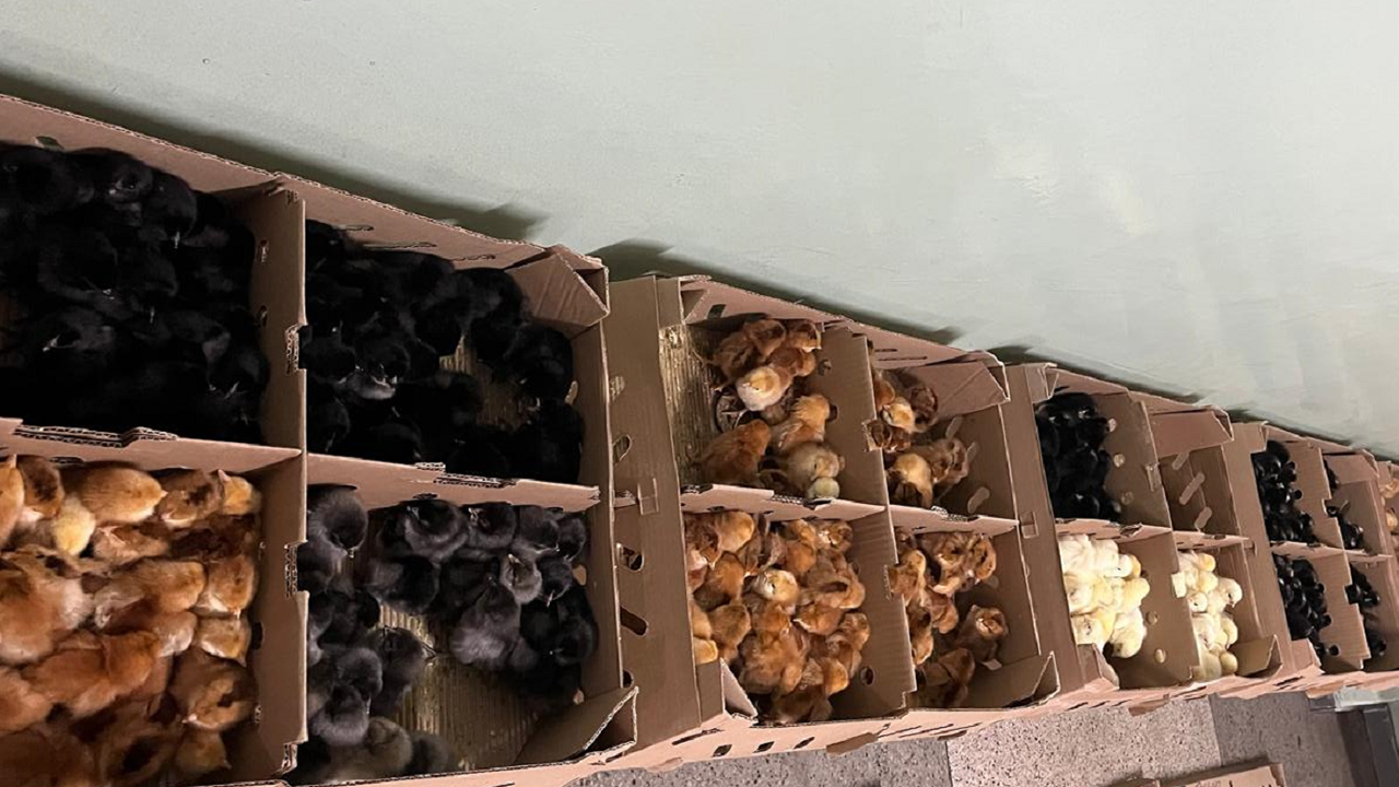 Programa de Compra Conjunta de Pintinhos