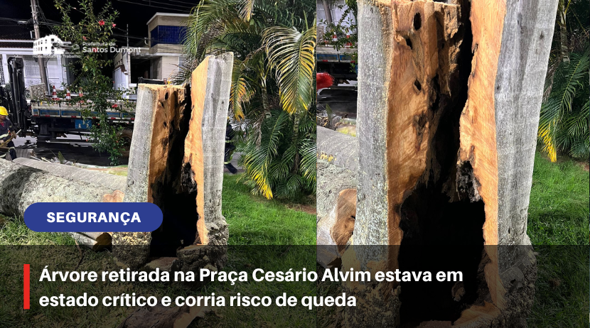 Árvore retirada na Praça Cesário Alvim estava em estado crítico e corria risco de queda.