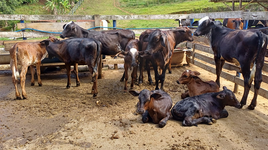 Secretaria de Agricultura cadastra produtores para vacinação nos rebanhos contra Brucelose 