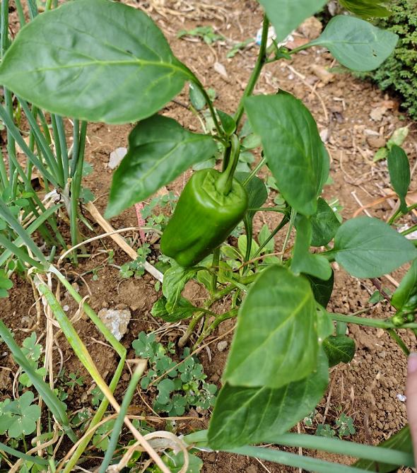 Foto 4