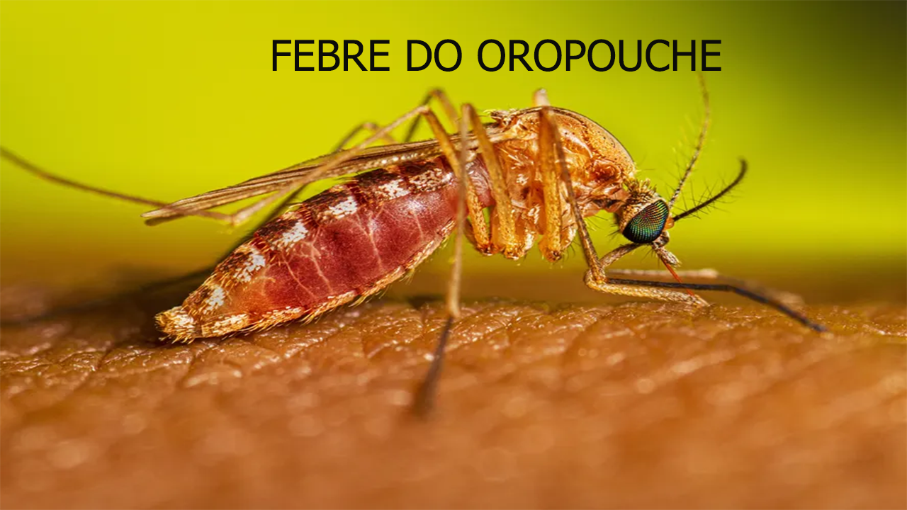 Conscientização sobre a FEBRE DO OROPOUCHE