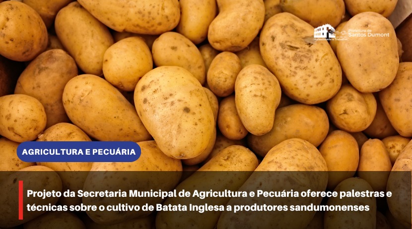 Projeto da Secretaria Municipal de Agricultura e Pecuária fomenta prática do cultivo de Batata Inglesa em Santos Dumont