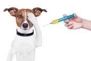 CAMPANHA DE VACINAÇÃO ANTIRRÁBICA ANIMAL – 2018